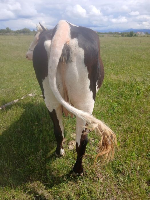 Vand vaca de 5 ani gestanta 4 luni