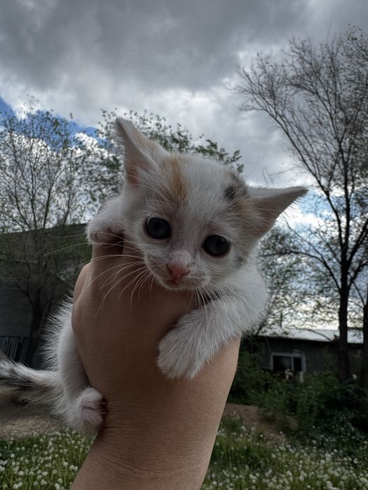 Котята в хорошие руки