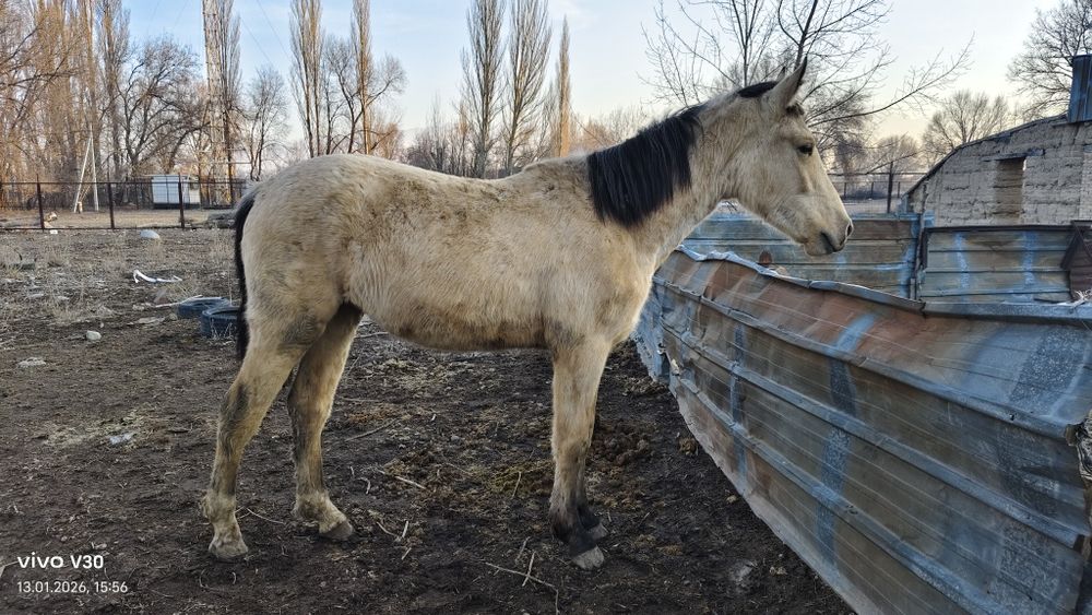 Продам кобылка полторашка