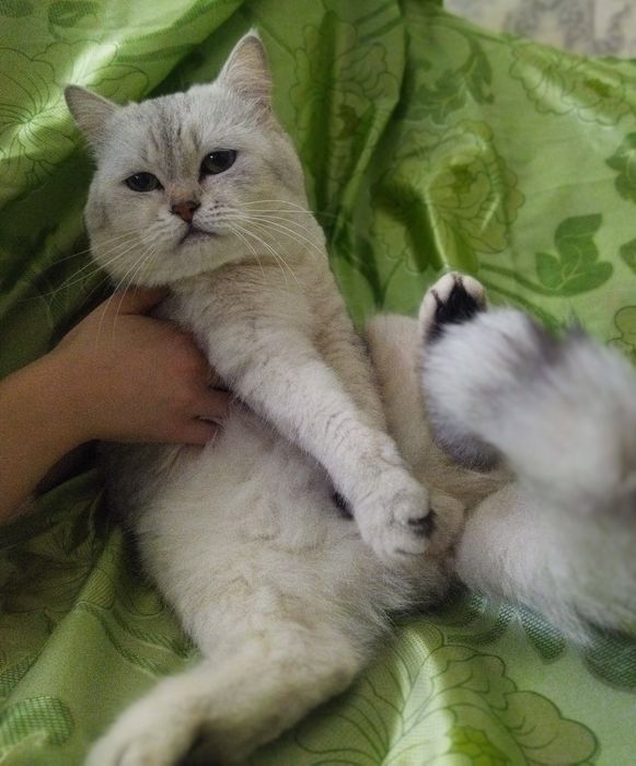 Вязка Juftlashuvchi mushuklar  кошек Шиншилла серебро