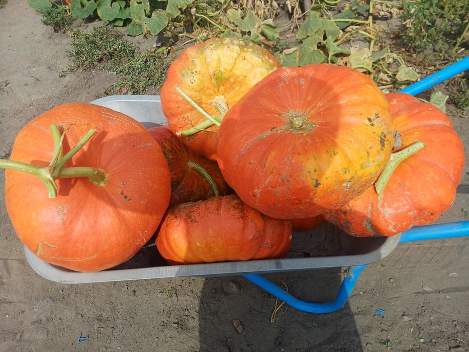Dovleci de vanzare