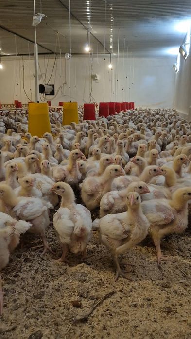 Бройлерные цыплята