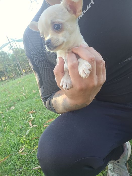 Чихуахуа момче и момиче