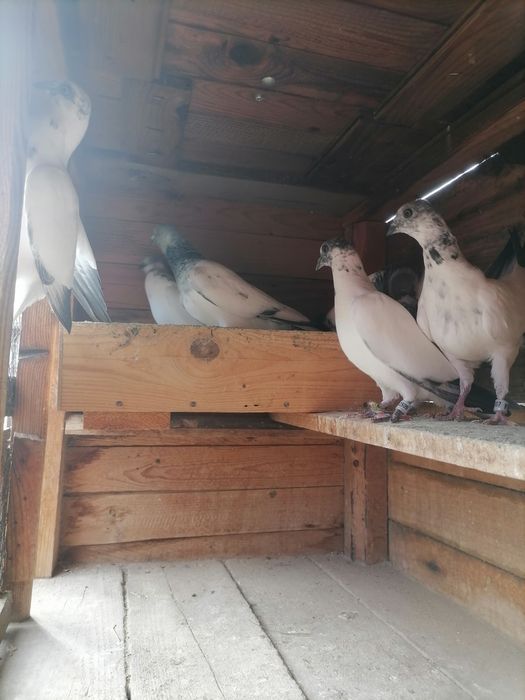 Унгарски гълъби високолетачи