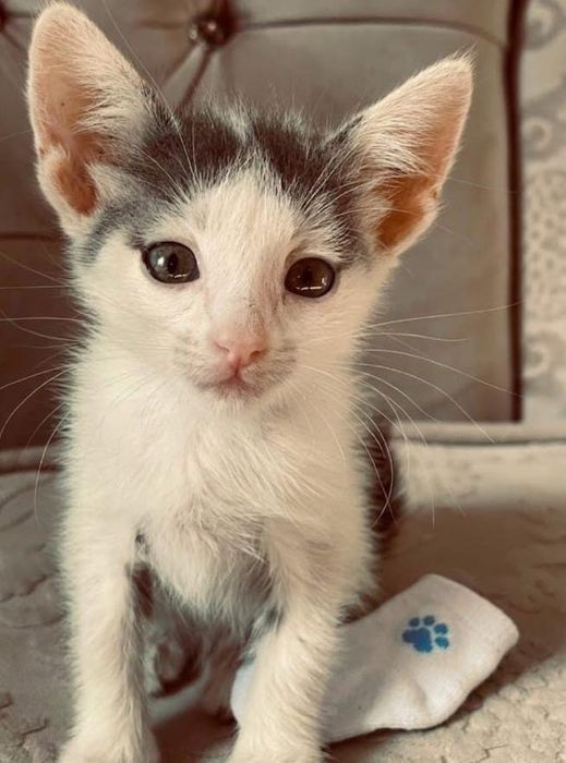 Отдам в добрые руки котят