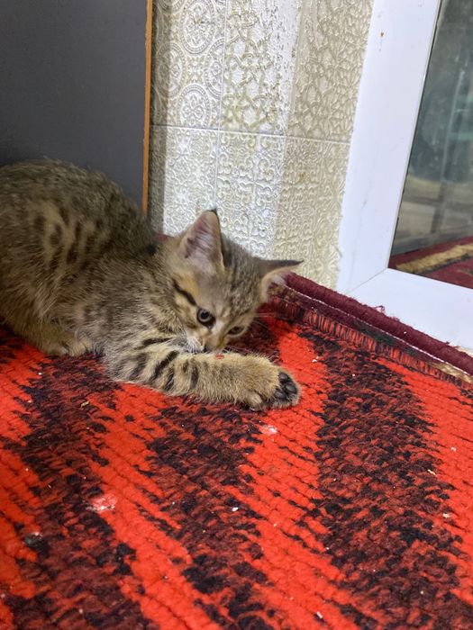 Даром Котята домашние в хорошие руки