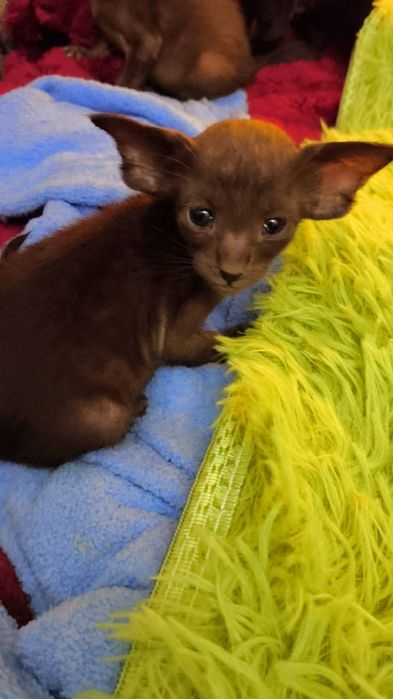 Ориентальные МАЛЫШИ на ВЕСНУ