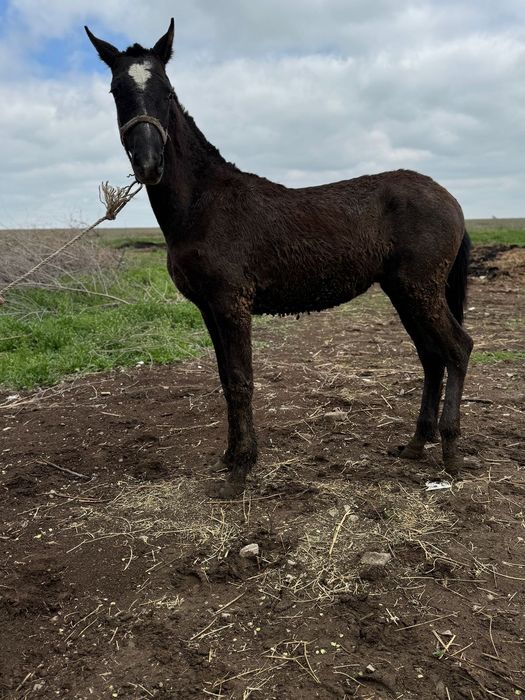 Ахалтеке тай еркек