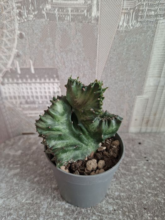 Продам комнатные цветы