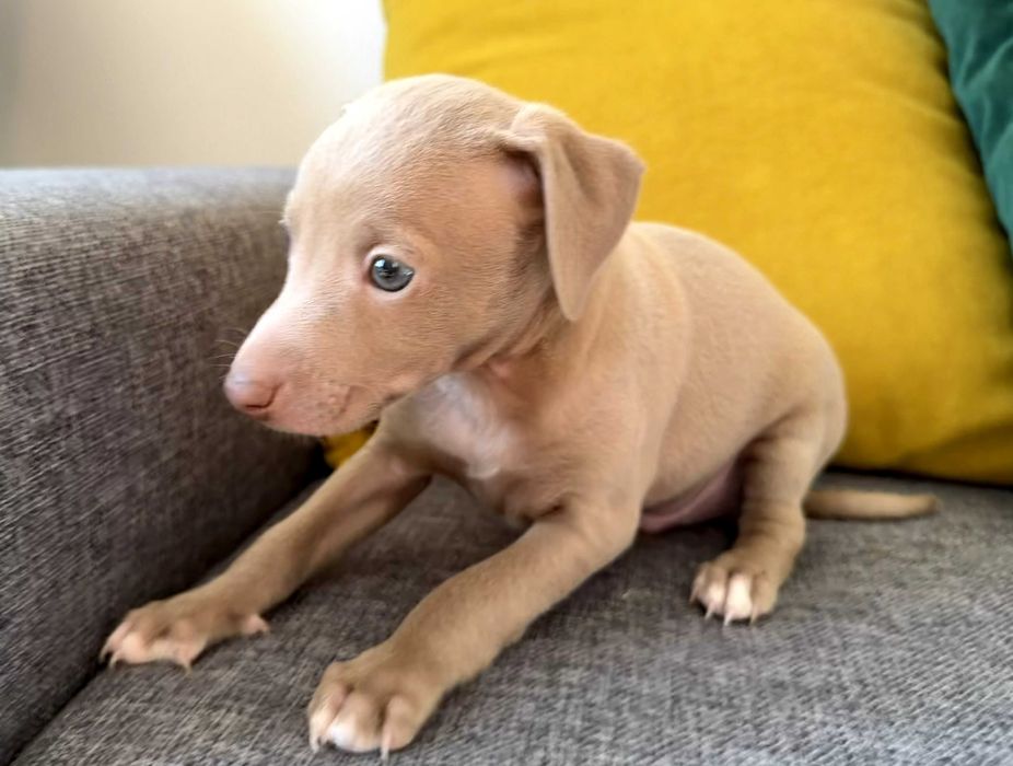 Италианска хрътка – изящество, благородство и безупречен произход