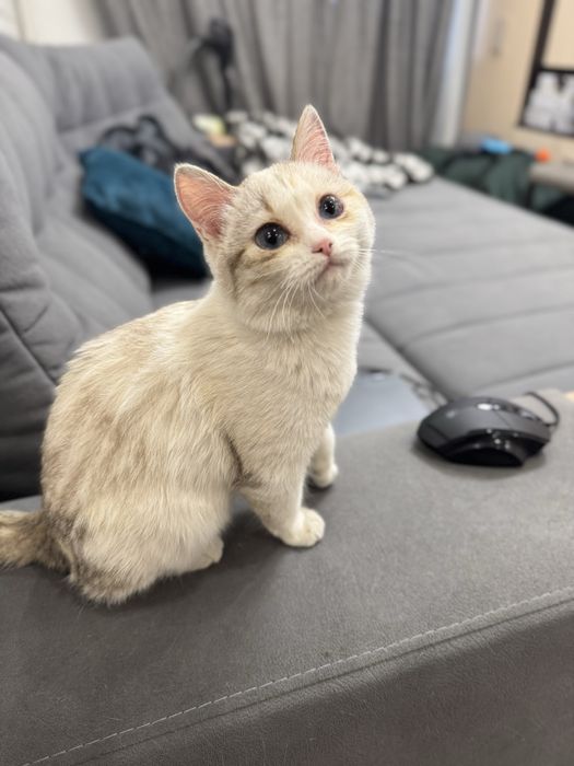 Котенок в добрые руки
