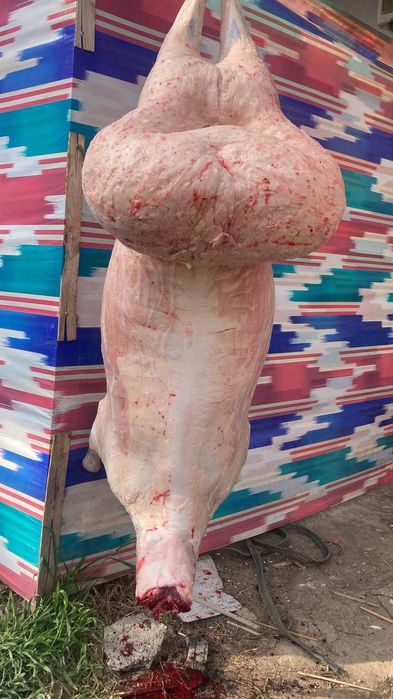 Qoy куй кой qochqorlar sotiladi 20 kg 60kg bor