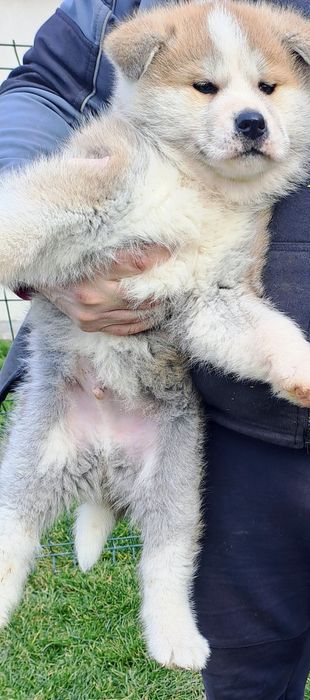 Японска акита ину