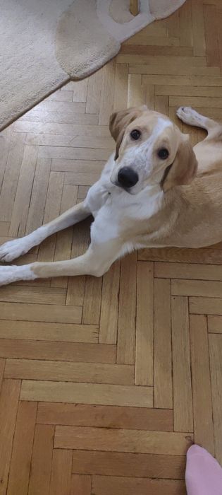 Подарявам  домашен любимец