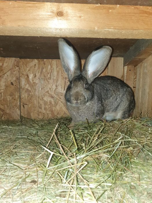 Iepurii uriaș german