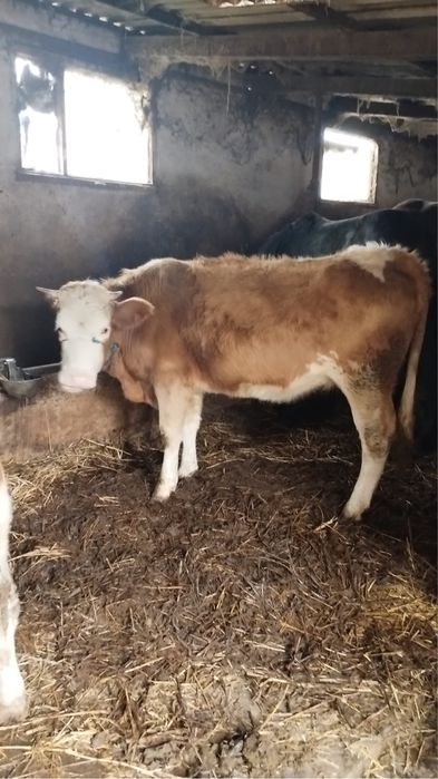 Vaca cu lapte + 2 juninci