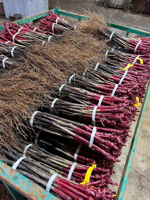 Butasi vita de vie 1-2-3!!