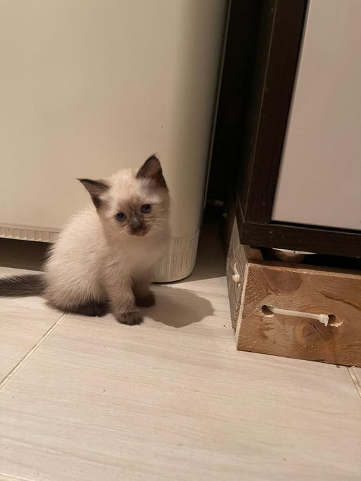 Отдам котят в добрые руки