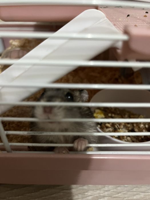 Продам хомяка с полным комплектом.