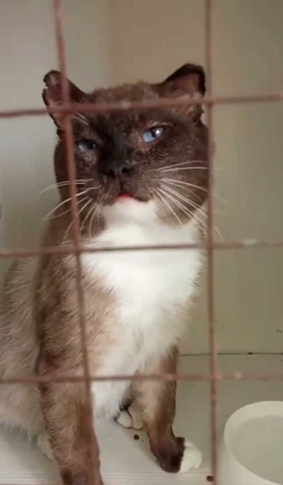 Котик с непростой судьбой ищет дом