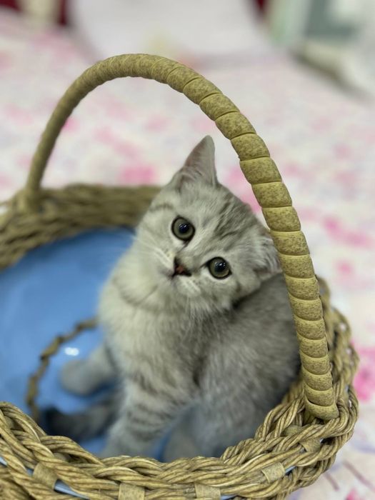 Продаётся котёнок