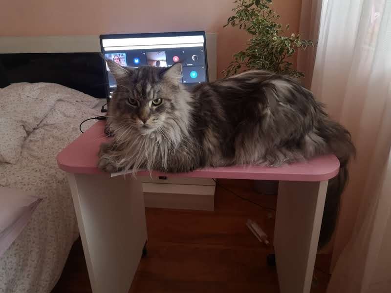 Коте порода Мейн Кун