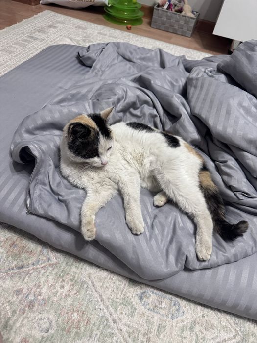 Кошечке срочно нужен дом