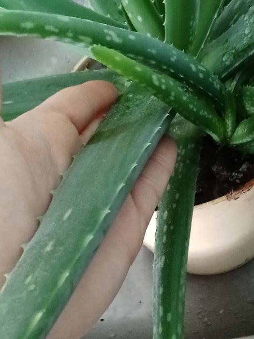 Алоэ вера 3х летний