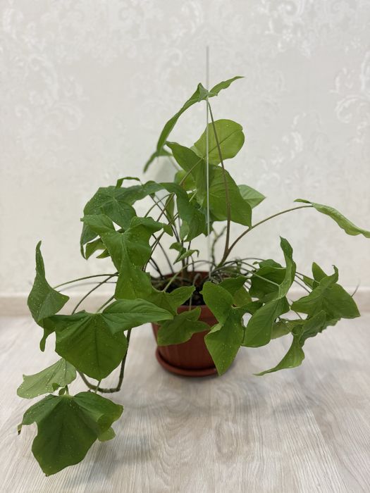 Продаю комнатные растения