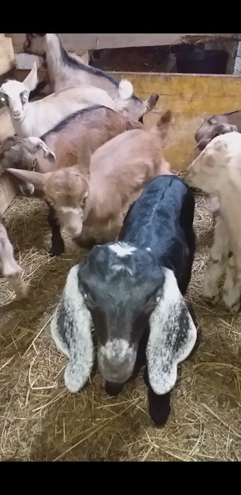 Vând doi tapisori de Anglonubian