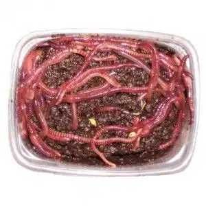 Черви 500тг банка