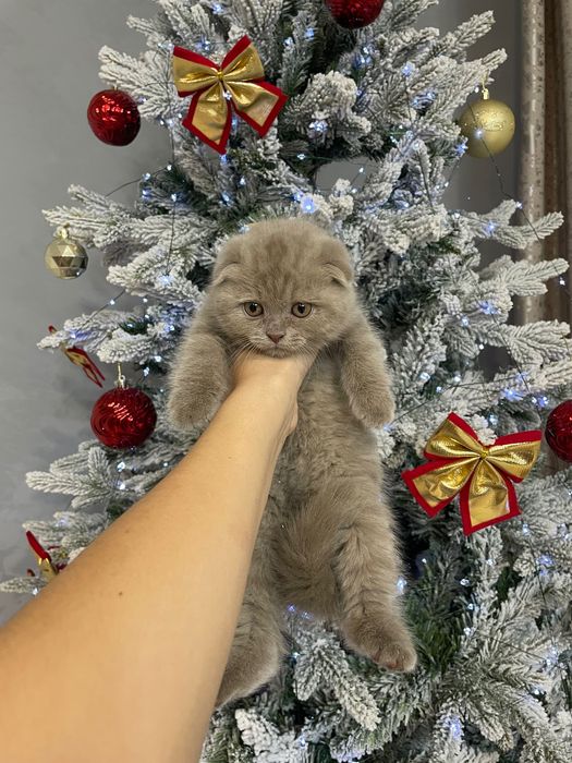 Продам шотландских котят