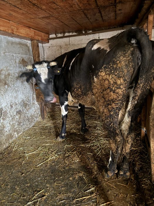 Vaca gestanta cu lapte