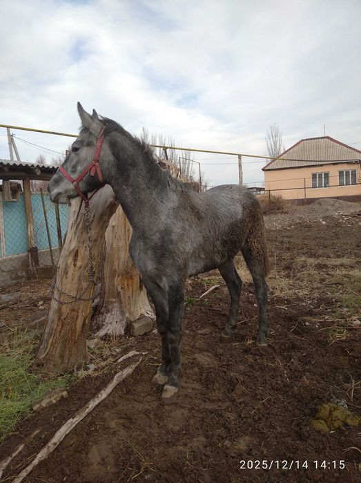 Сельхоз животные
