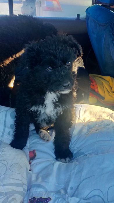 Бесплатно дарим щенков