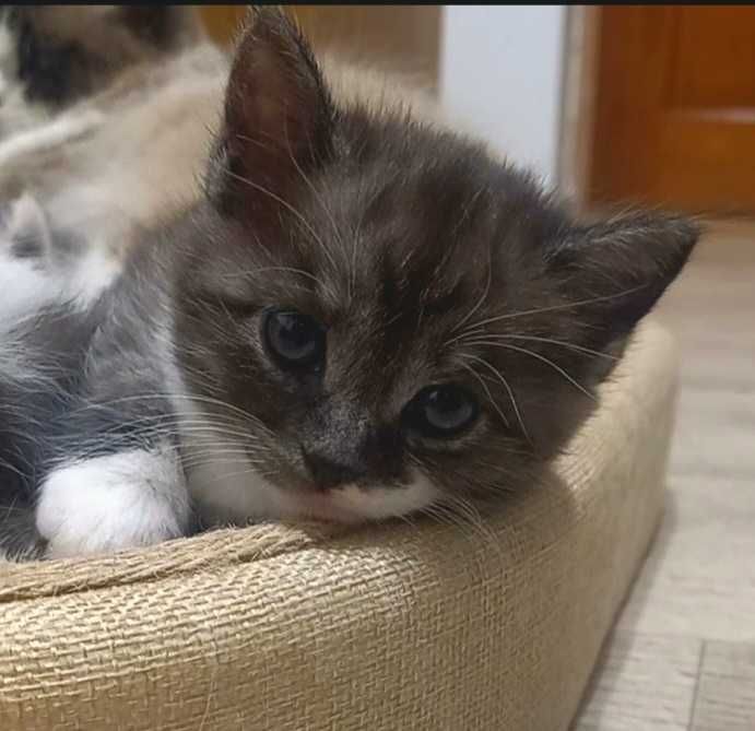 Котята в надёжные руки.