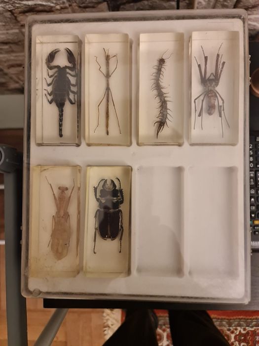 Insectar, insectar