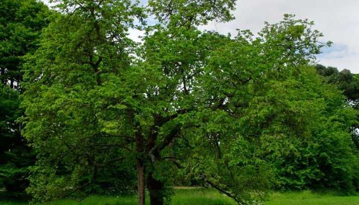 Черница – черна, розова и бяла