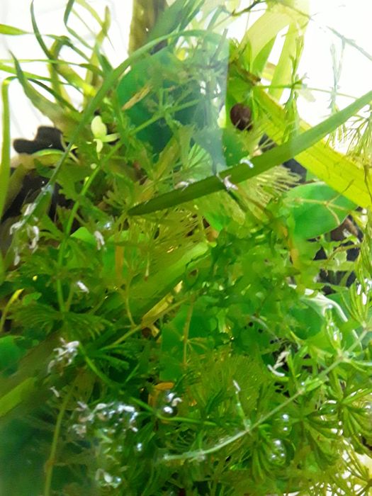 Продается аквариум