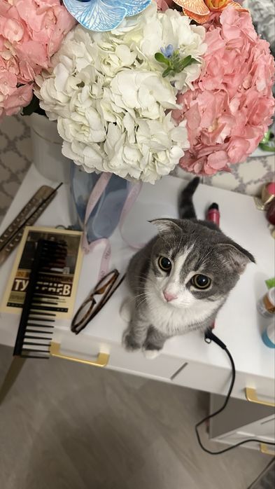 Продается кошка 8месяцев