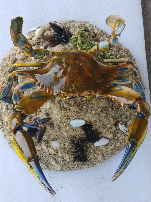 Препариран син морски краб