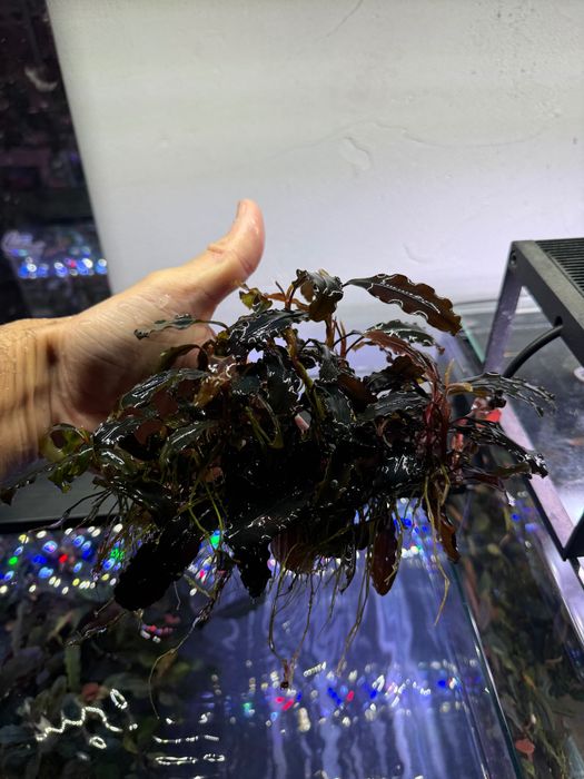 Plante acvariu bucephalandra
