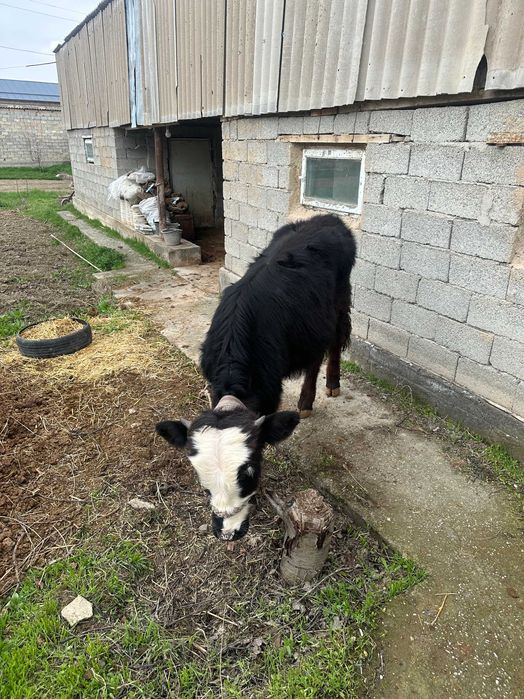 10 oylik Smental buqa sotiladi.