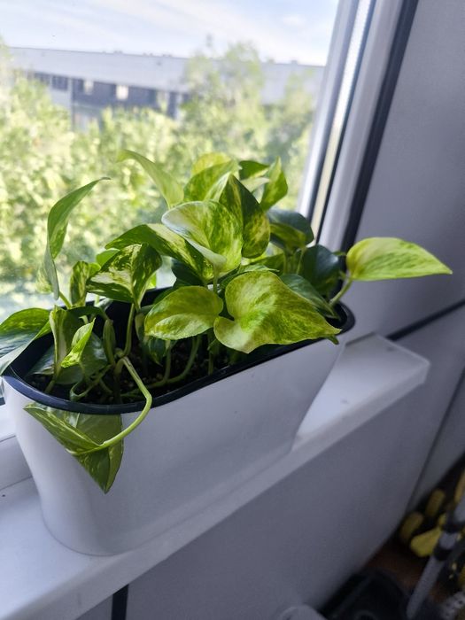 Домашние цветы в хороших грунтах