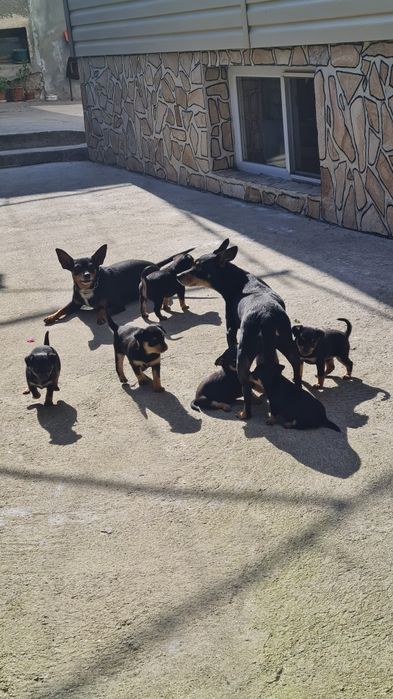 Чистокръвни Пинчери