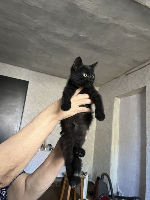 Отдам даром котят