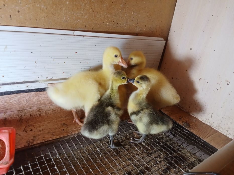 Гусята.  5 штук  .