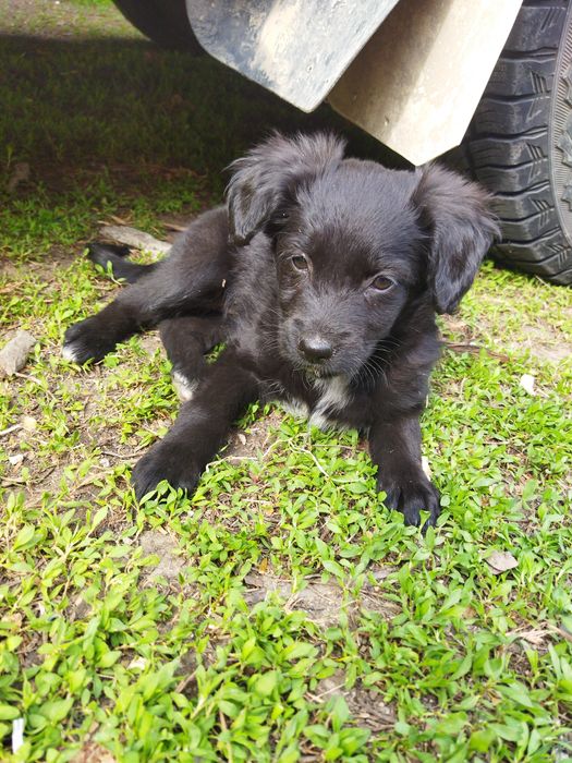 Щенки в хорошие руки