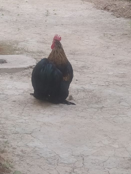 Bir par.    6.  jojalari bn 700min som