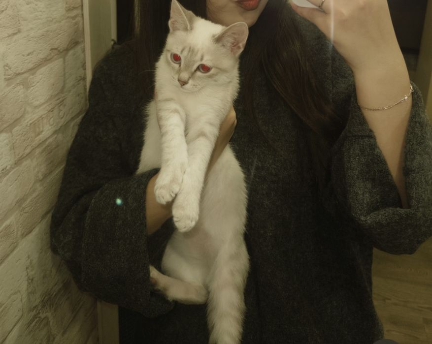 Продаётся котёнок мальчик